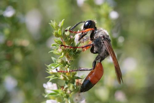 Réf. 209 828 : Sphex funerarius